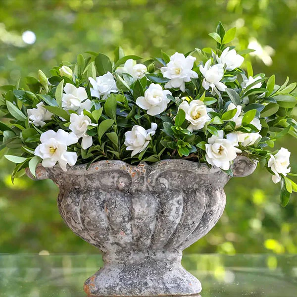 Southern LivingĀ® Jubilation Gardenia Shrub