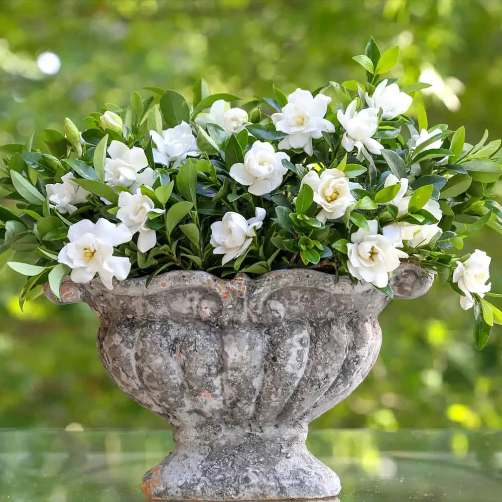Southern LivingĀ® Jubilation Gardenia Shrub - Image 2