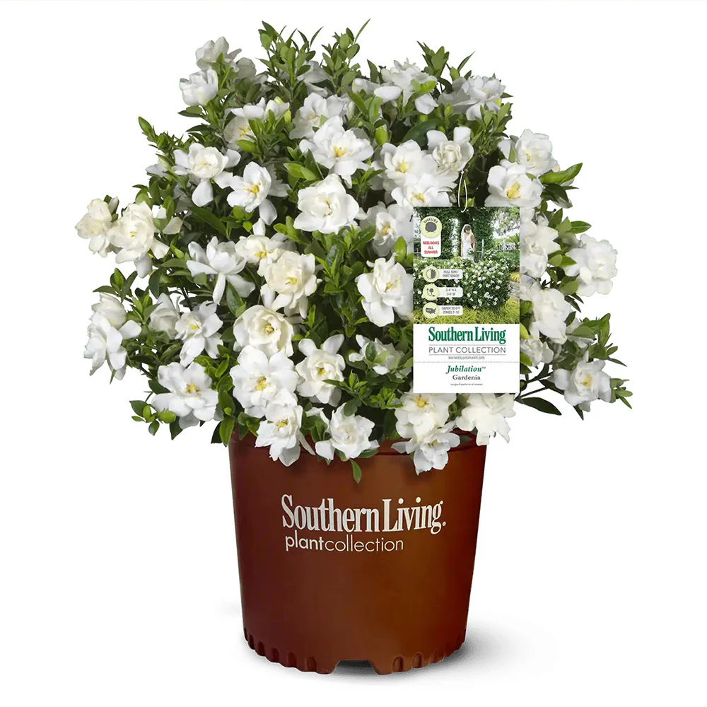 Southern LivingĀ® Jubilation Gardenia Shrub - Image 3