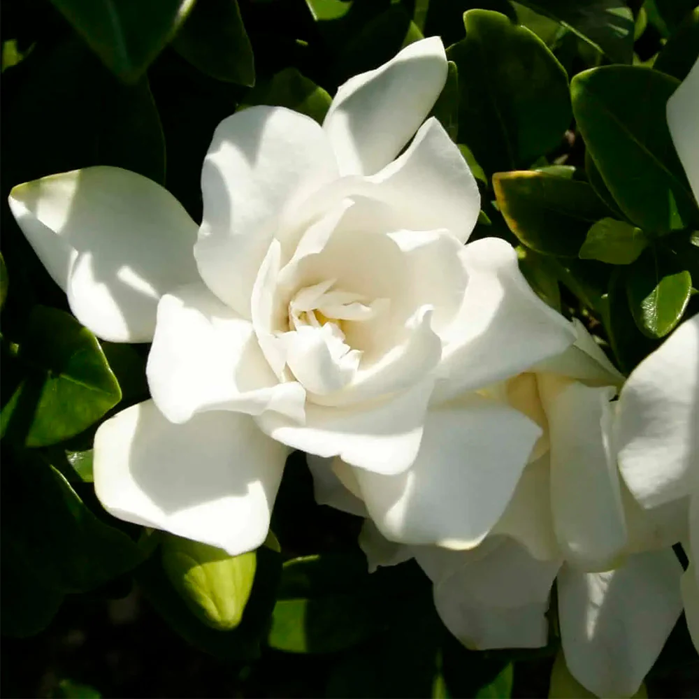 Southern LivingĀ® Jubilation Gardenia Shrub - Image 4