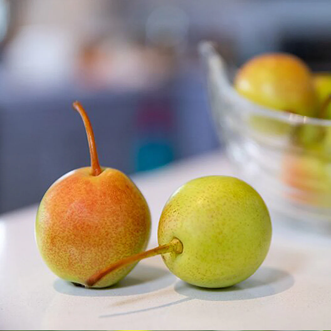 Juicy Jewel Asian Pear Tree - Image 2