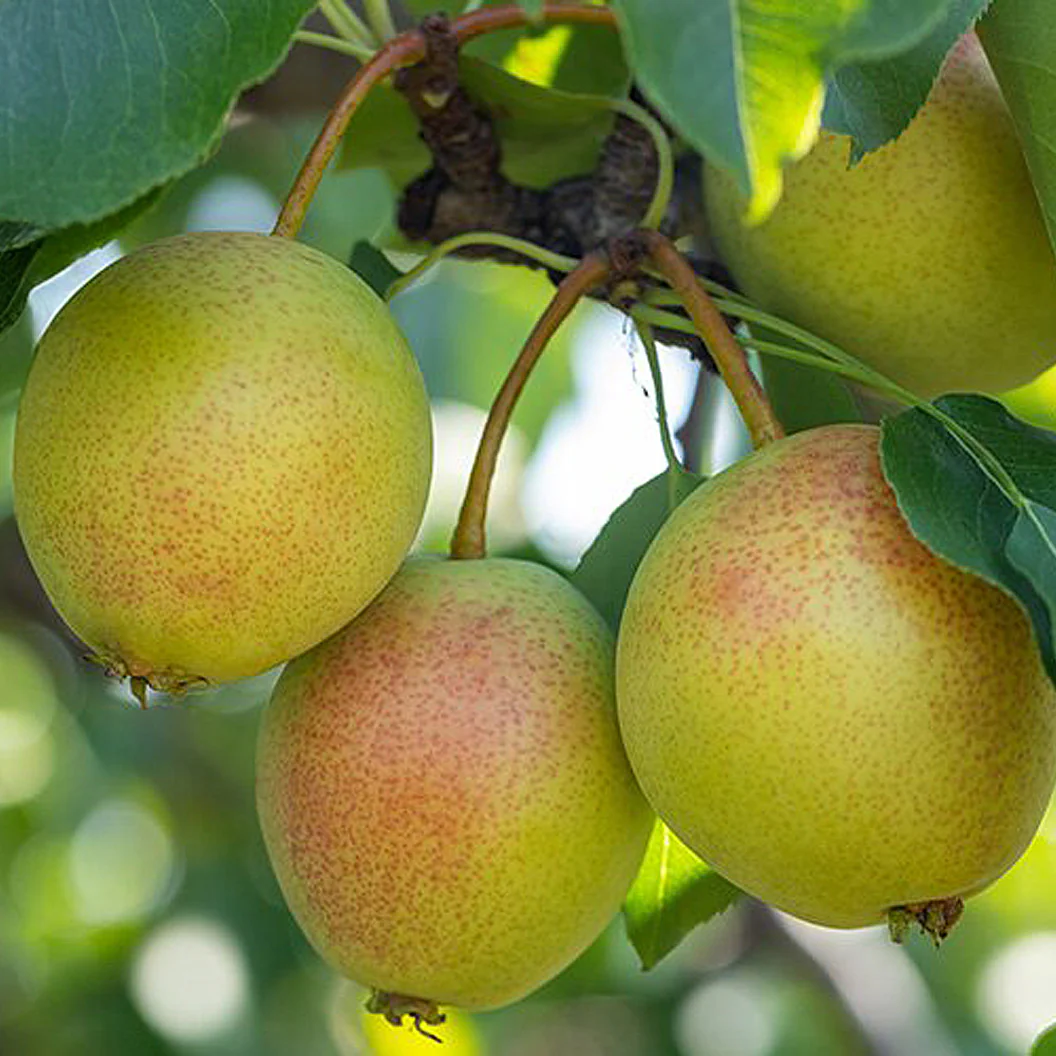 Juicy Jewel Asian Pear Tree - Image 3