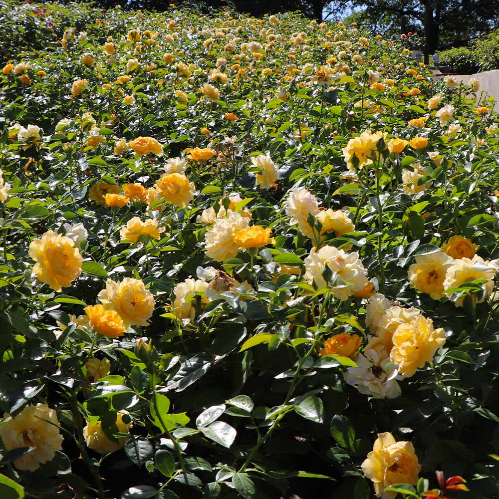 Julia Child Rose - Image 5
