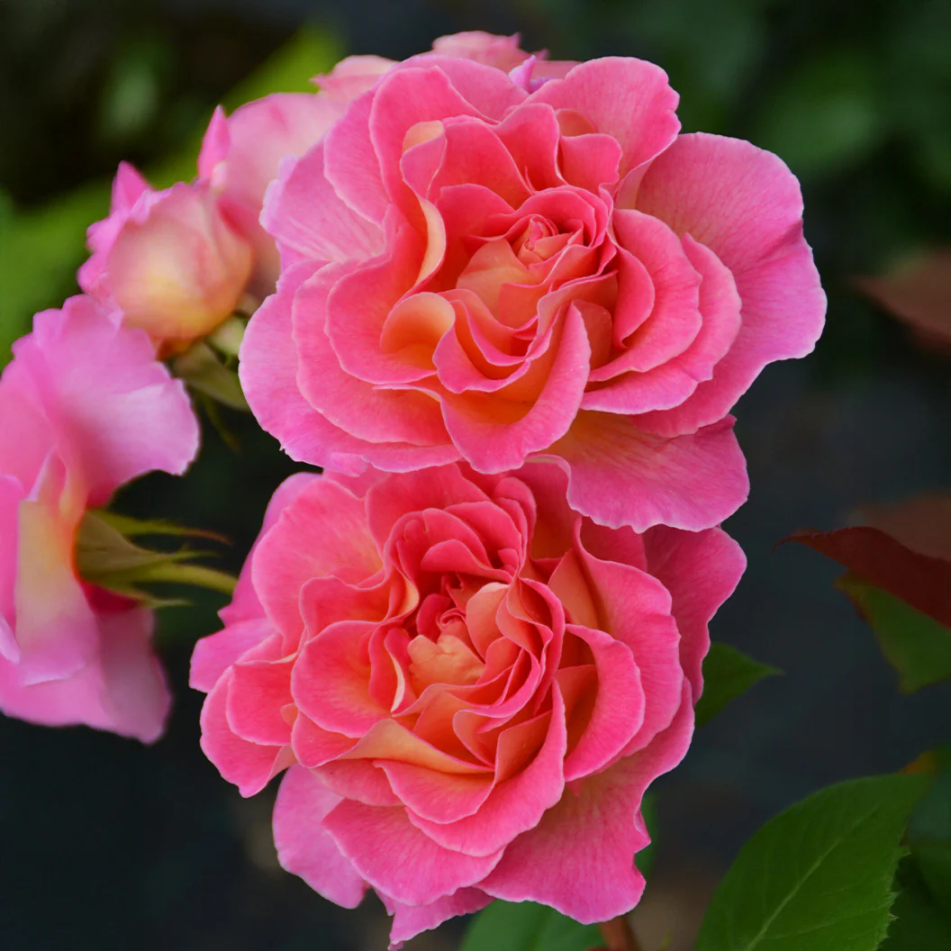 Julie Andrews⢠Hybrid Tea Rose - Image 2