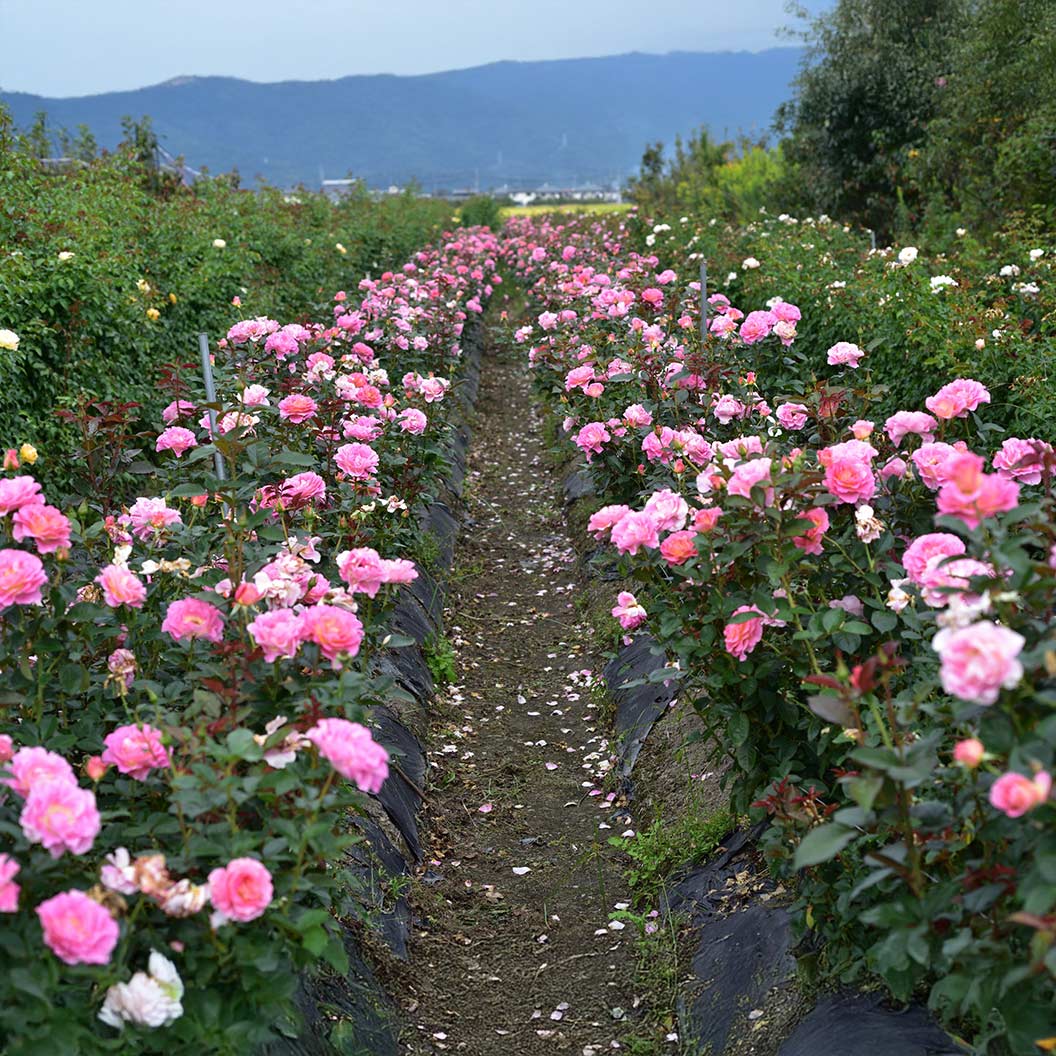 Julie Andrews⢠Hybrid Tea Rose - Image 3