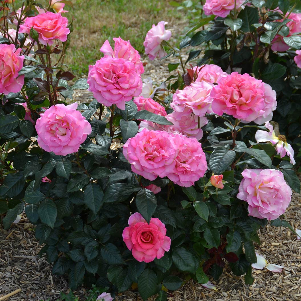 Julie Andrews⢠Hybrid Tea Rose - Image 4