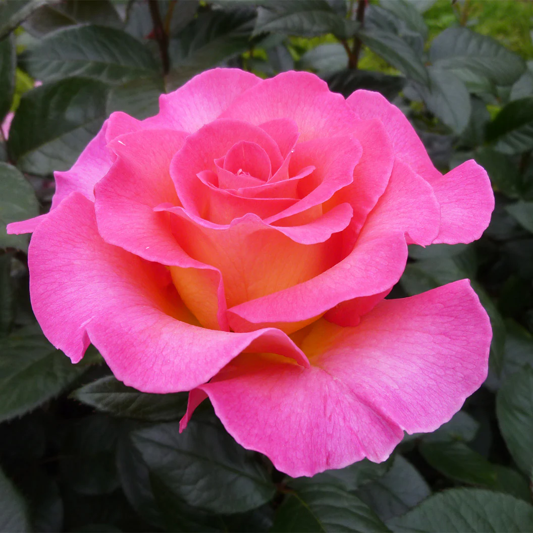 Julie Andrews⢠Hybrid Tea Rose - Image 6