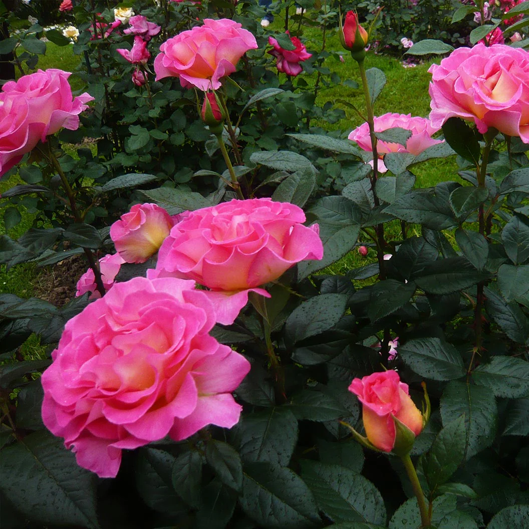 Julie Andrews⢠Hybrid Tea Rose - Image 7