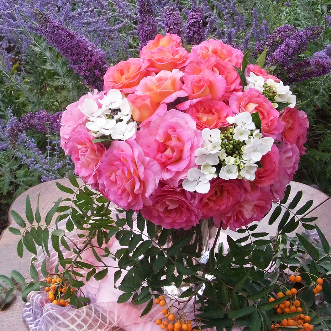 Julie Andrews⢠Hybrid Tea Rose - Image 8