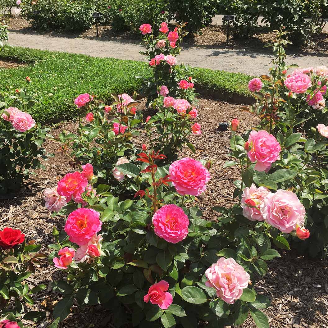 Julie Andrews⢠Hybrid Tea Rose - Image 9