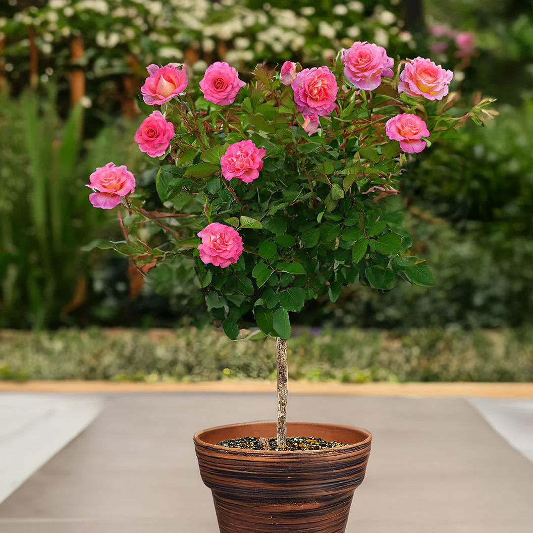 Julie Andrews™ Patio Rose Tree - Image 2