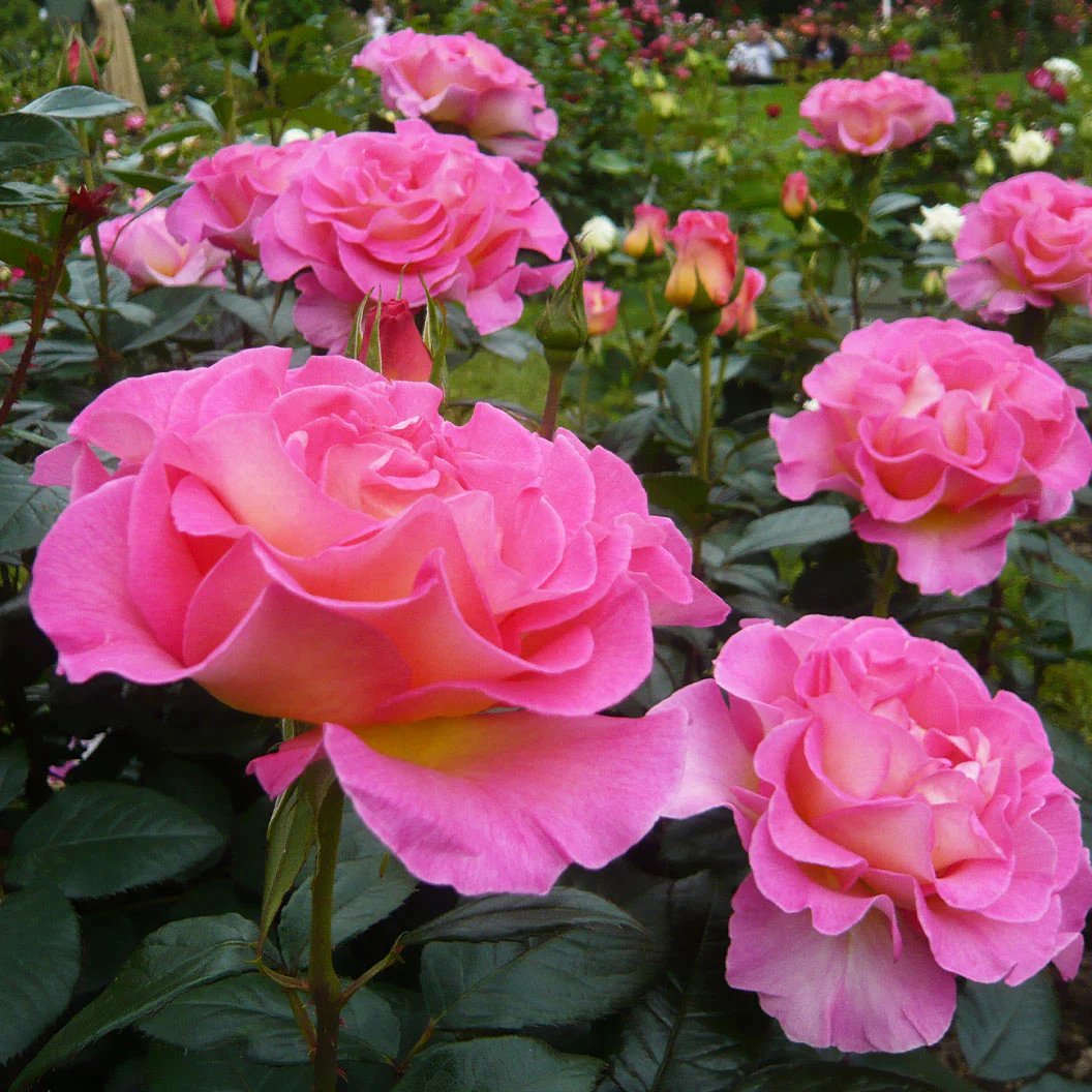 Julie Andrews™ Patio Rose Tree - Image 5