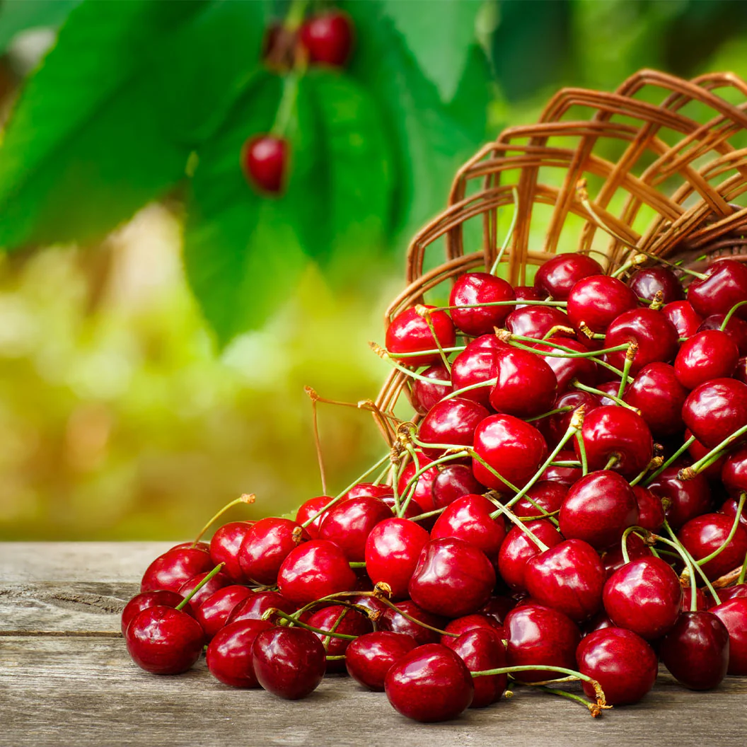 Juliet Dwarf Cherry Bush - Image 2
