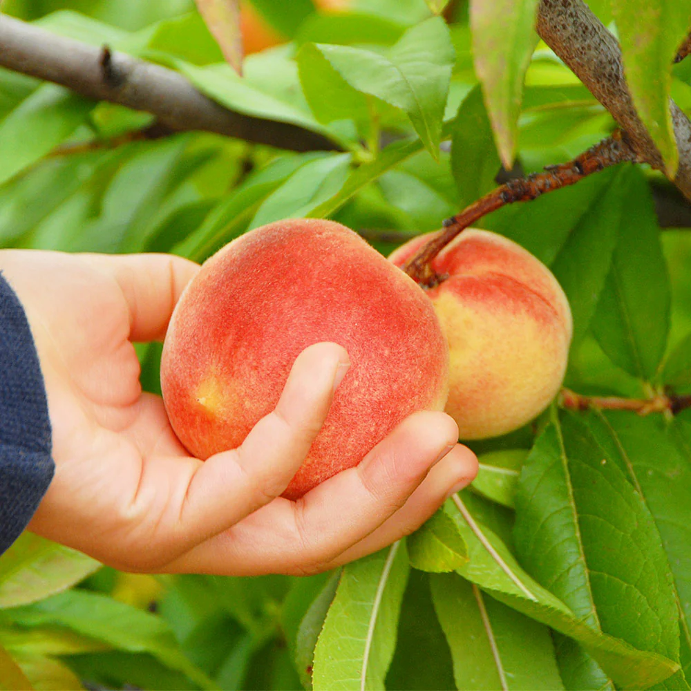 June Gold Peach Tree - Image 2