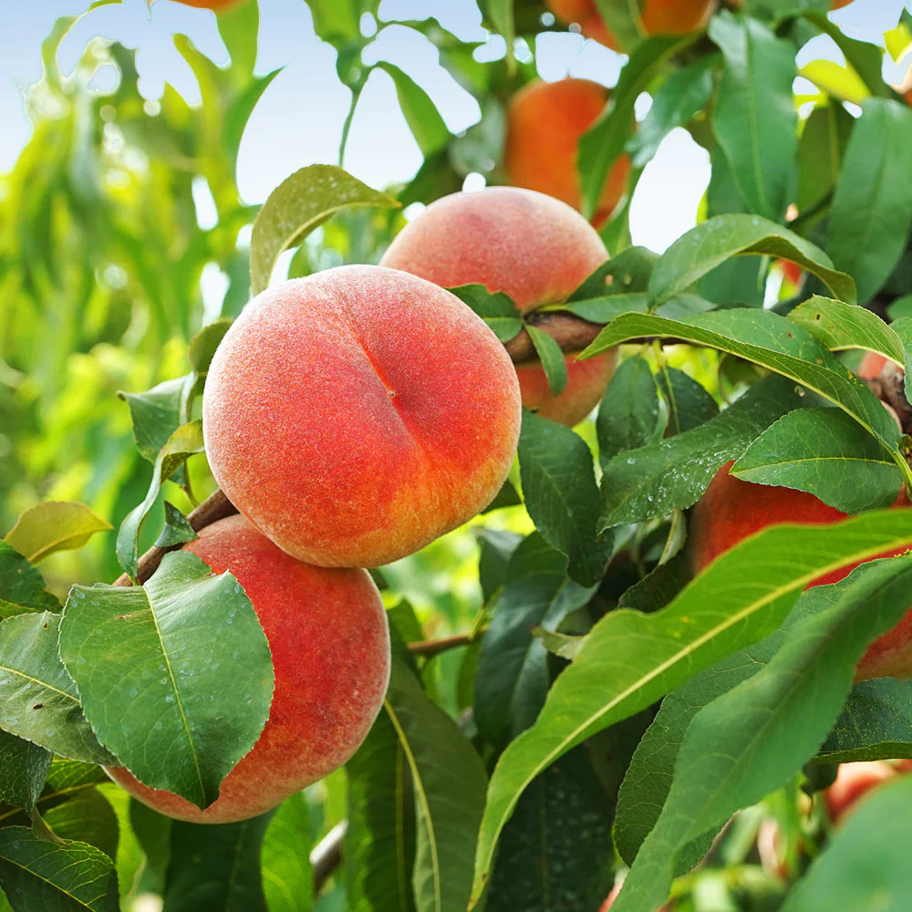 June Gold Peach Tree - Image 3