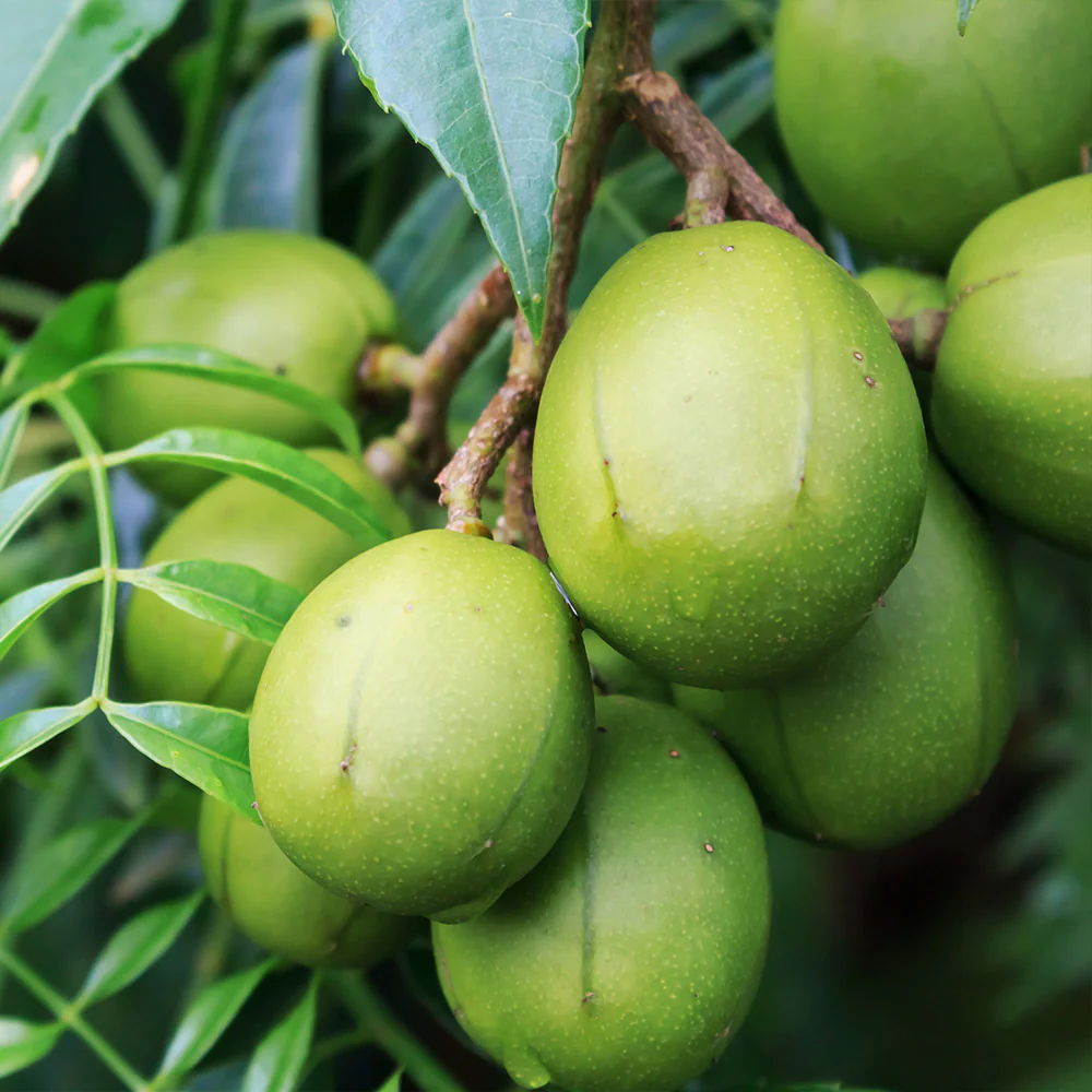 June Plum Tree - Image 2