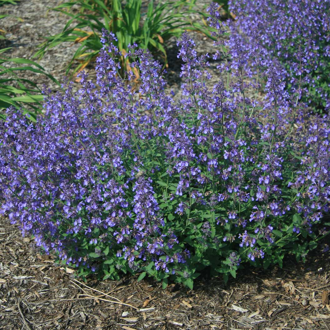 Better Versions® Junior Walker™ Nepeta Plant - Image 2