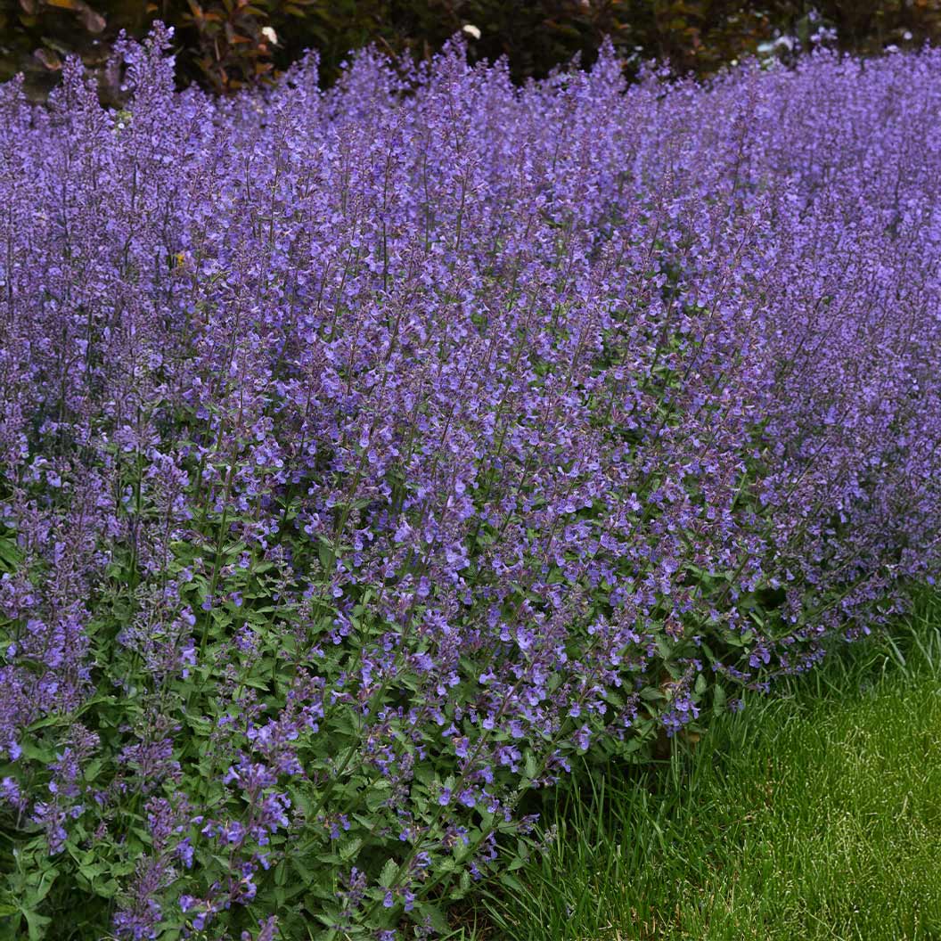 Better Versions® Junior Walker™ Nepeta Plant - Image 3