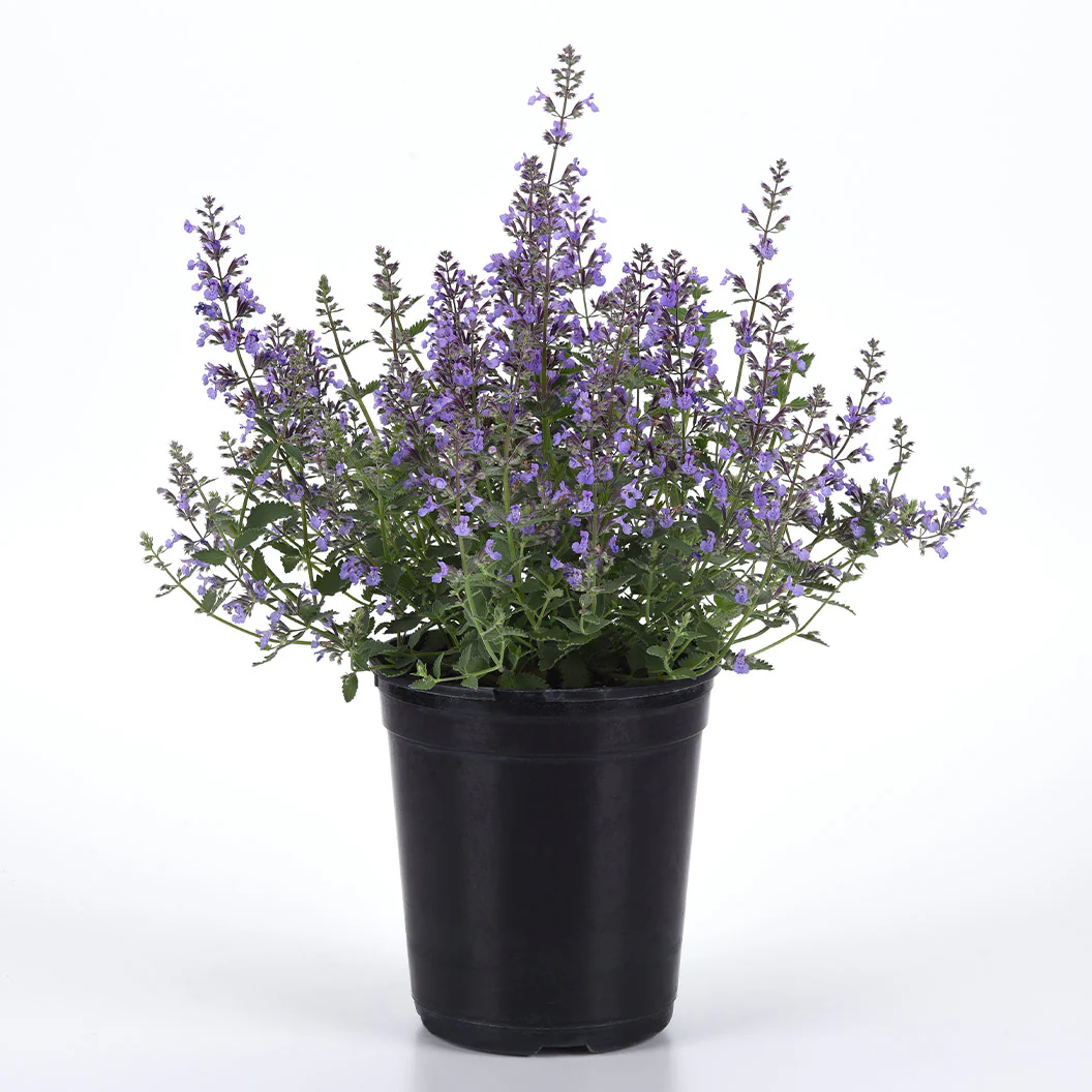 Better Versions® Junior Walker™ Nepeta Plant - Image 4