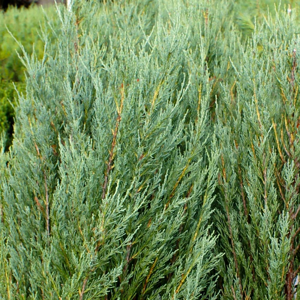 Skyrocket Juniper - Image 4