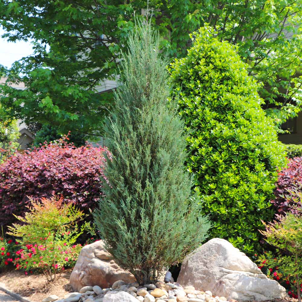 Skyrocket Juniper - Image 5