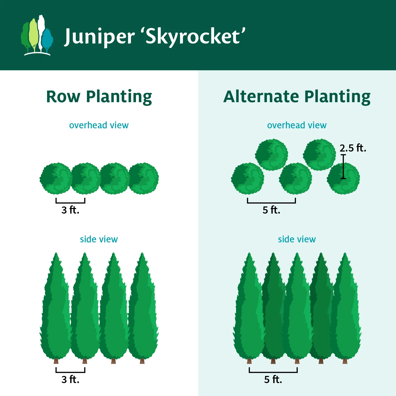Skyrocket Juniper - Image 6