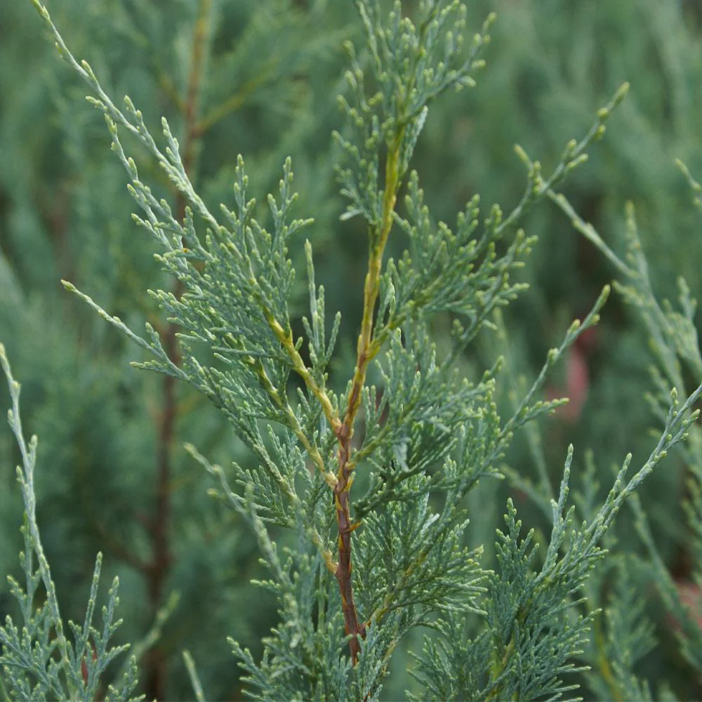 Juniper 'Wichita Blue' Tree - Image 3