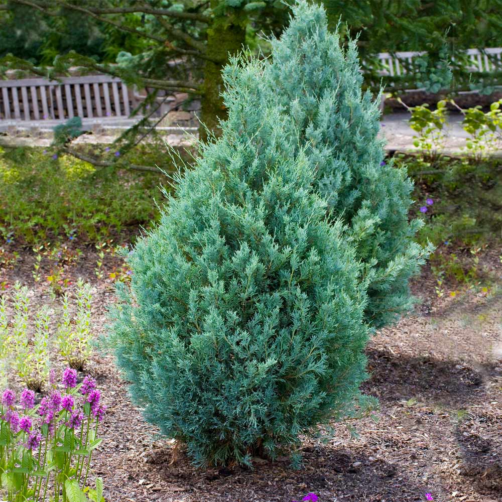 Juniper 'Wichita Blue' Tree - Image 4