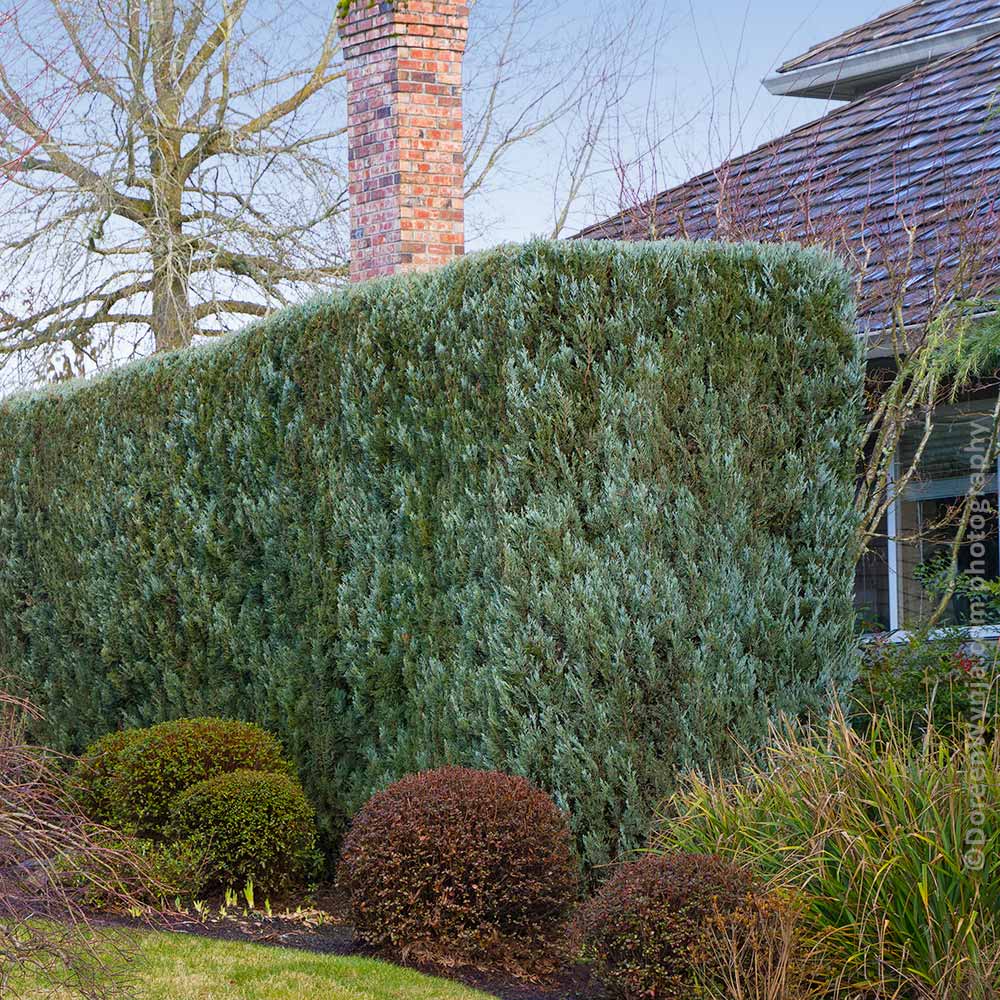 Juniper 'Wichita Blue' Tree - Image 5