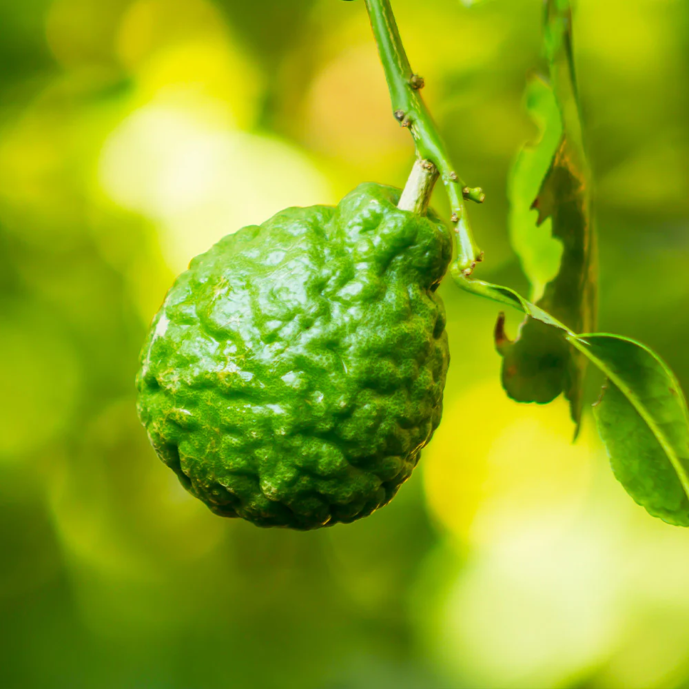 Kaffer 'Kieffer' Lime Tree - Image 2