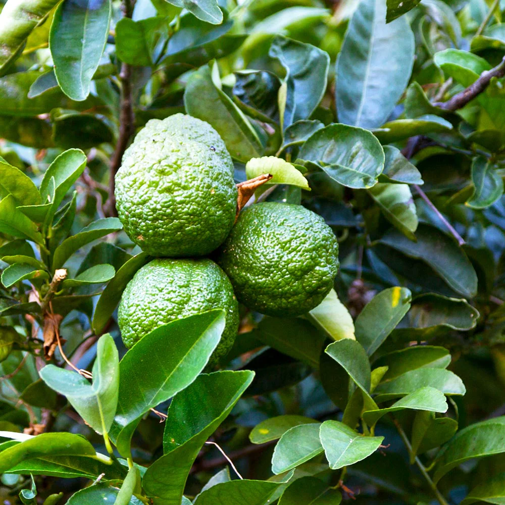 Kaffer 'Kieffer' Lime Tree - Image 3