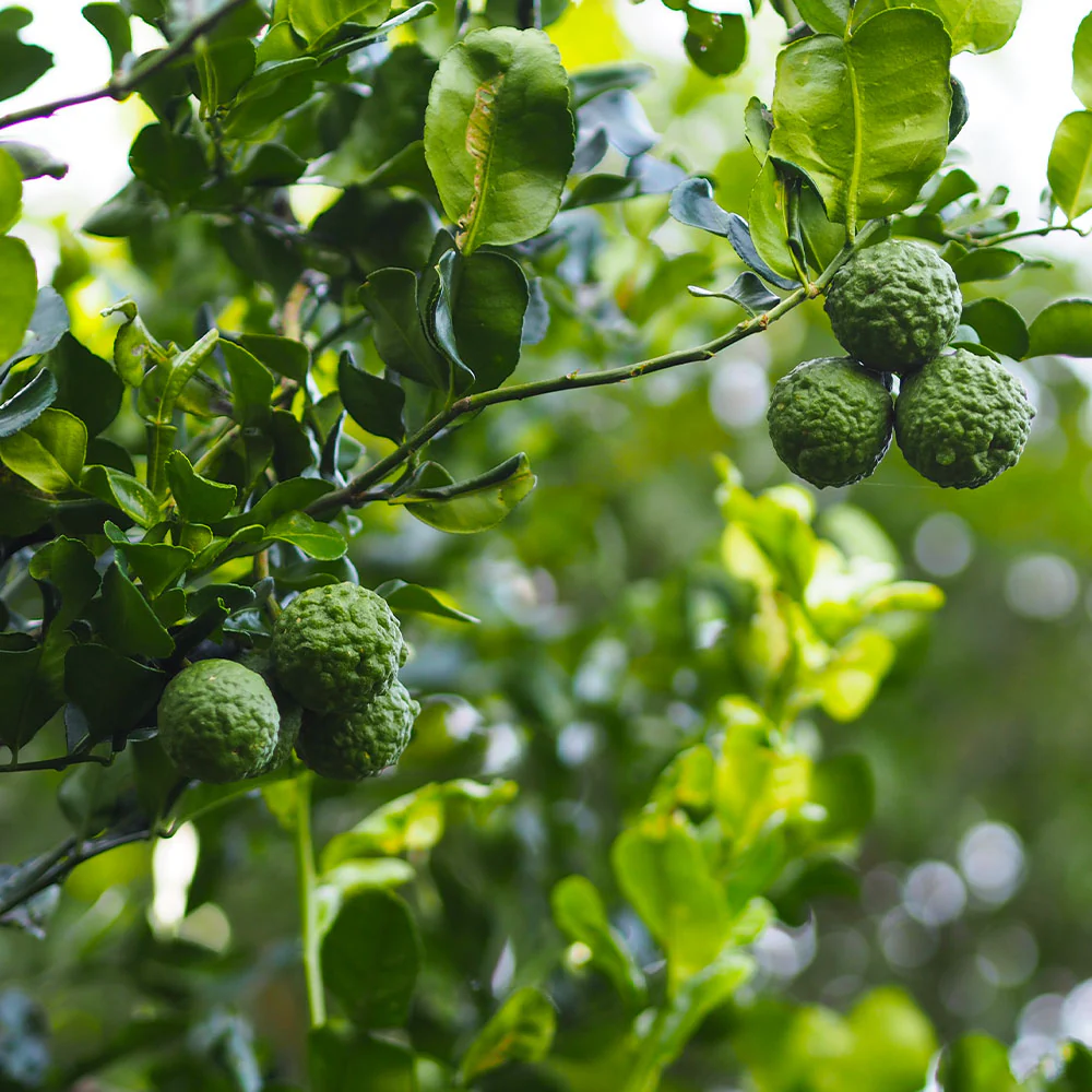 Kaffer 'Kieffer' Lime Tree - Image 4