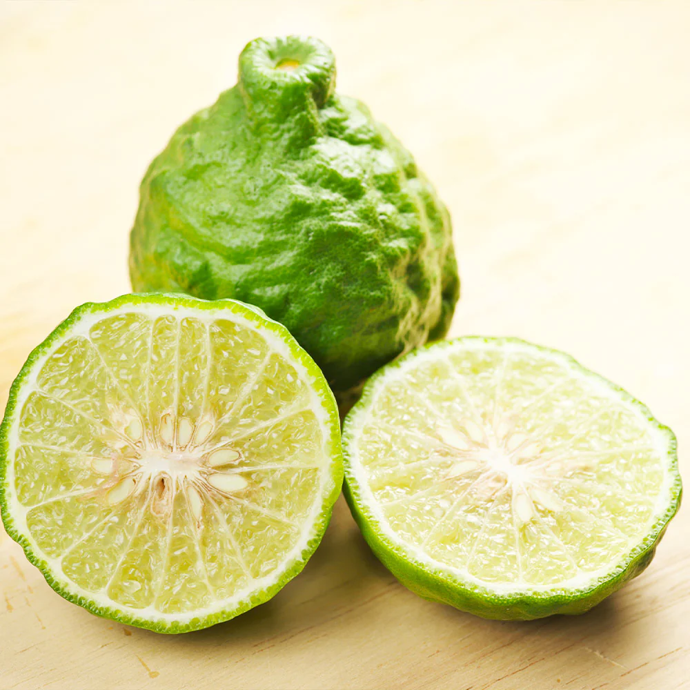 Kaffer 'Kieffer' Lime Tree - Image 5