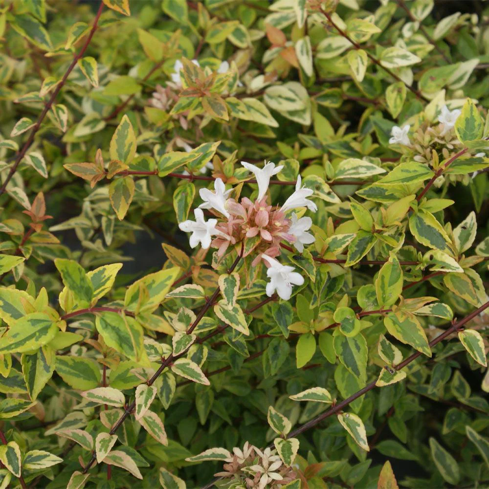 Southern Living® Kaleidoscope Abelia Shrub - Image 3
