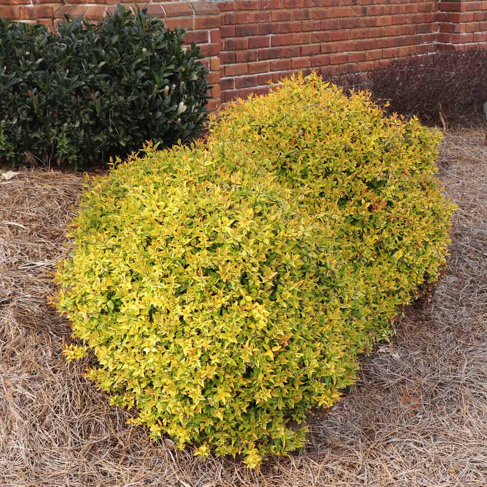 Southern Living® Kaleidoscope Abelia Shrub - Image 4