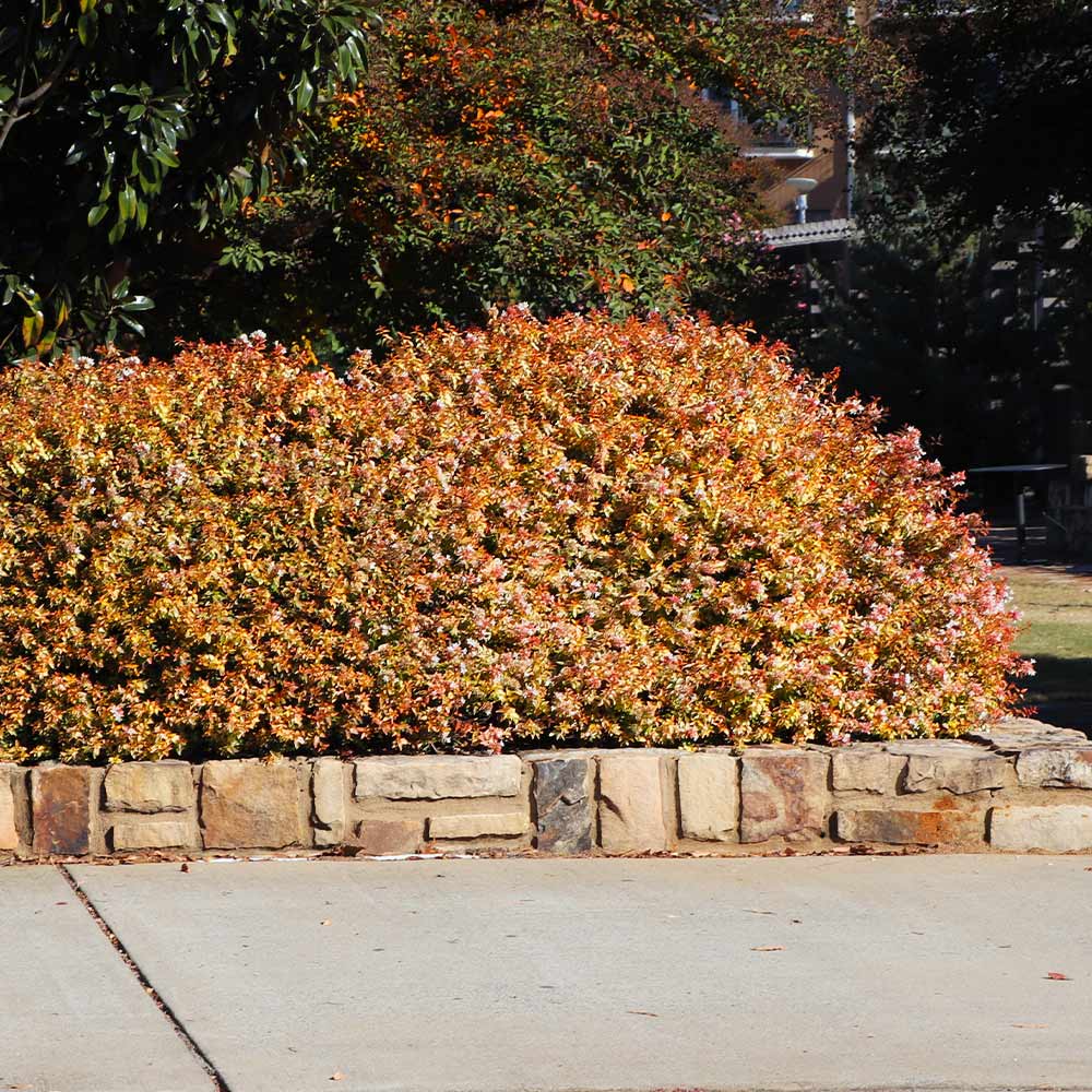 Southern Living® Kaleidoscope Abelia Shrub - Image 5