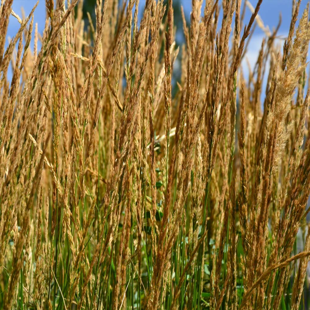 Karl Foerster Grass - Image 3