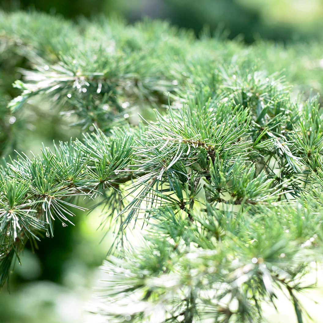 Karl Fuchs Himalayan Cedar Tree - Image 3