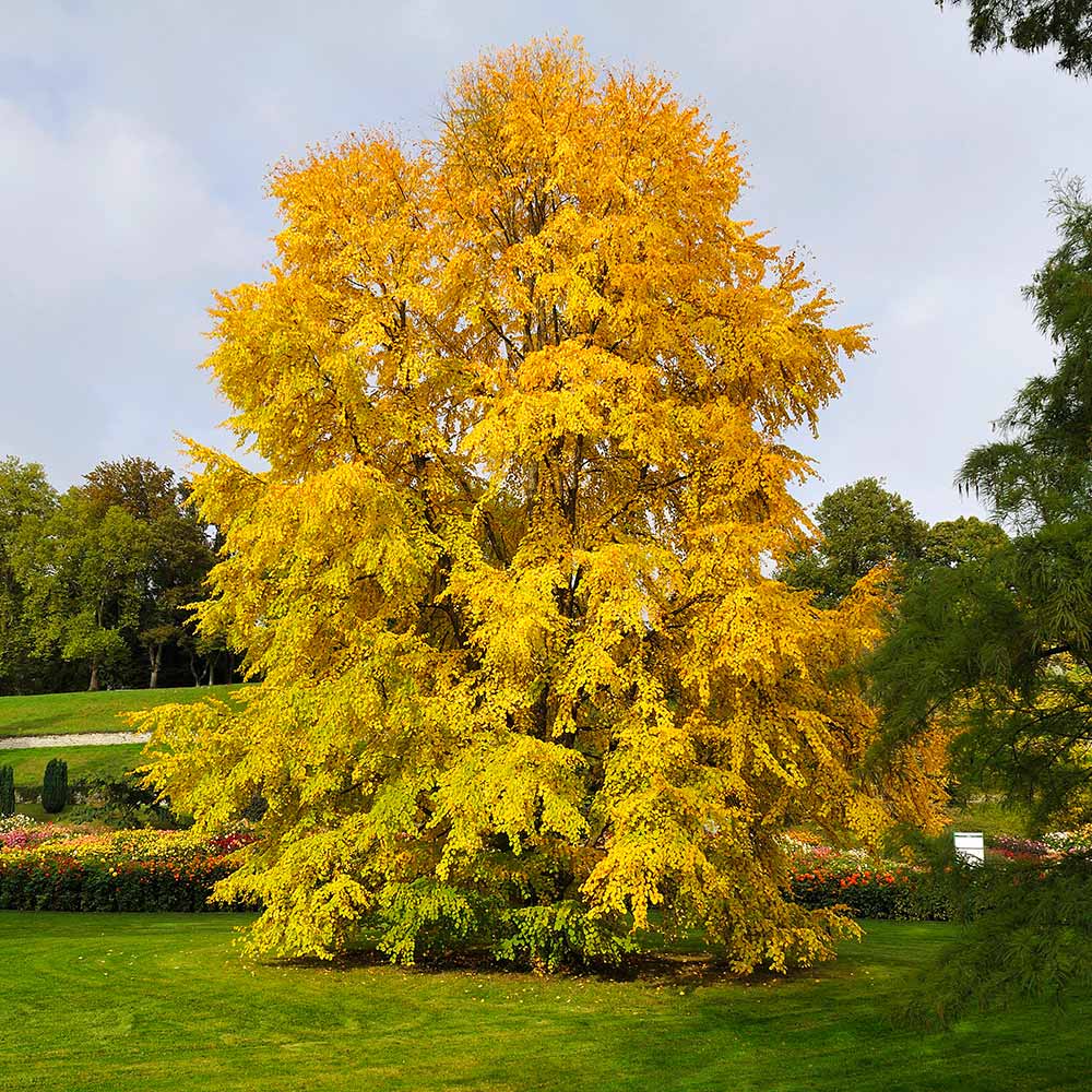 Katsura Tree - Image 2