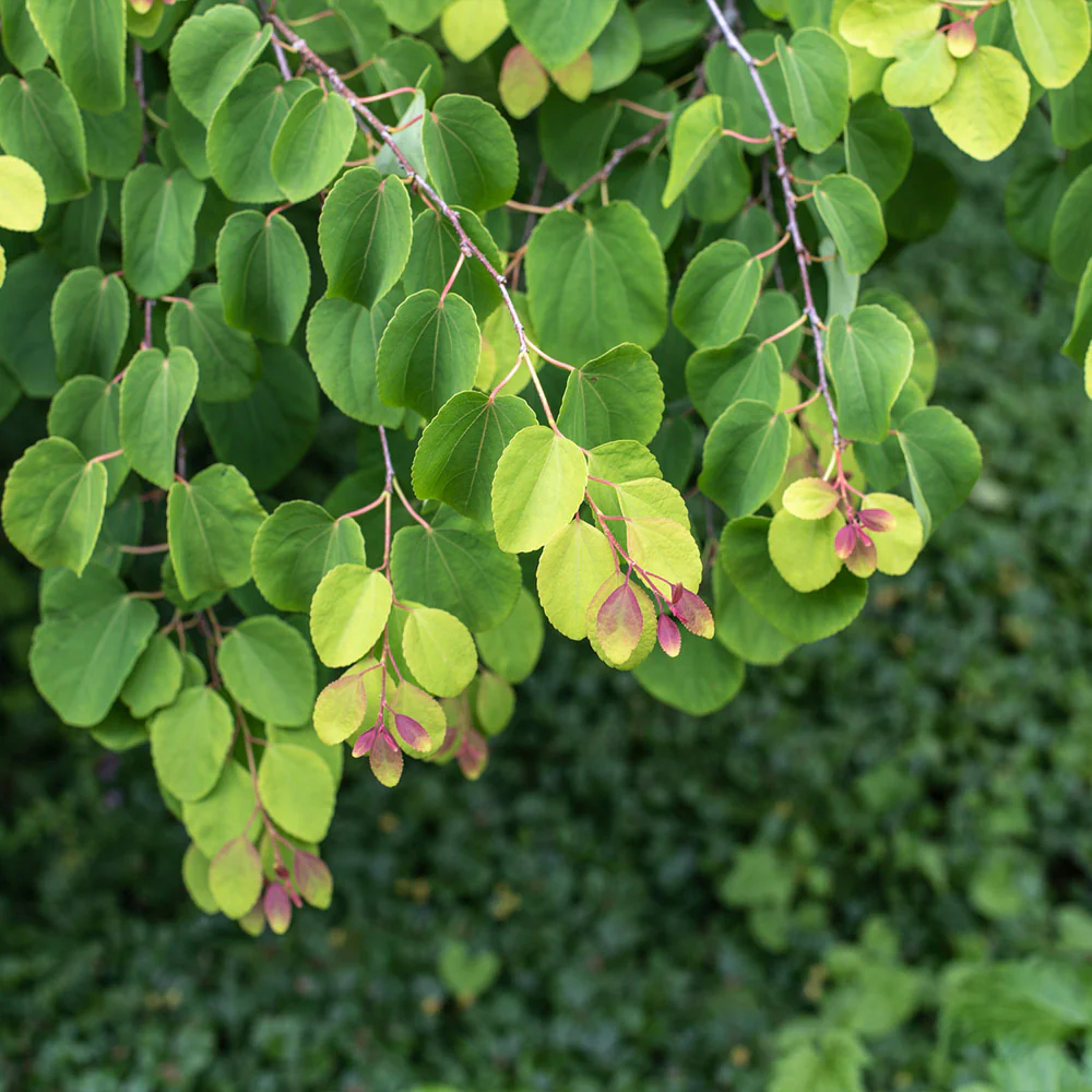 Katsura Tree - Image 3