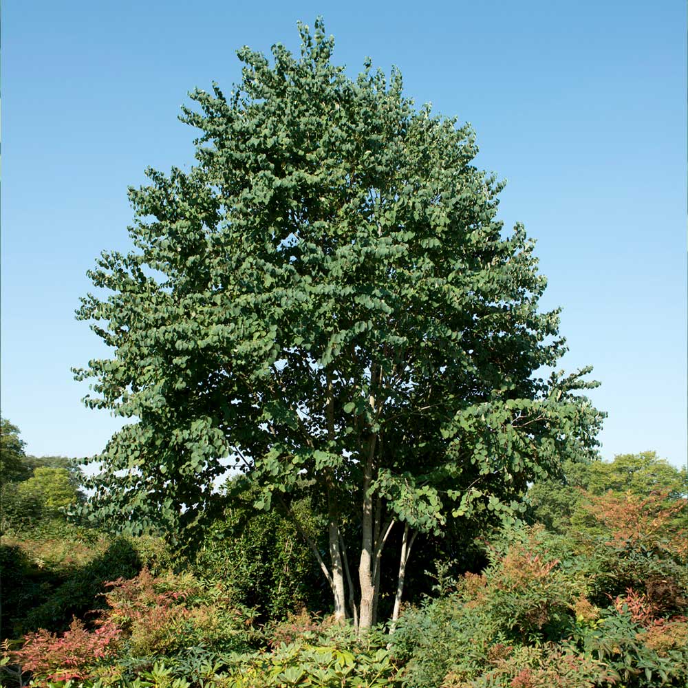 Katsura Tree - Image 4