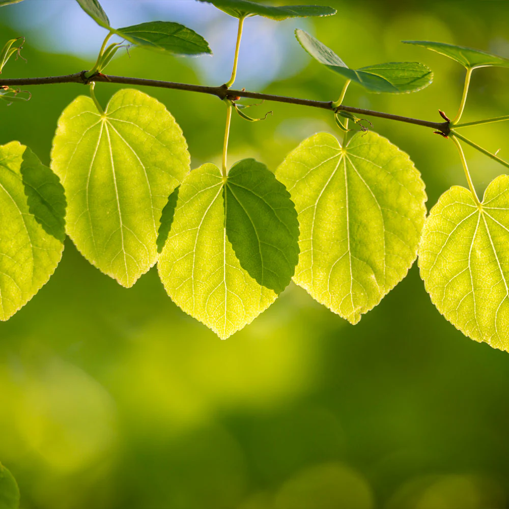 Katsura Tree - Image 5