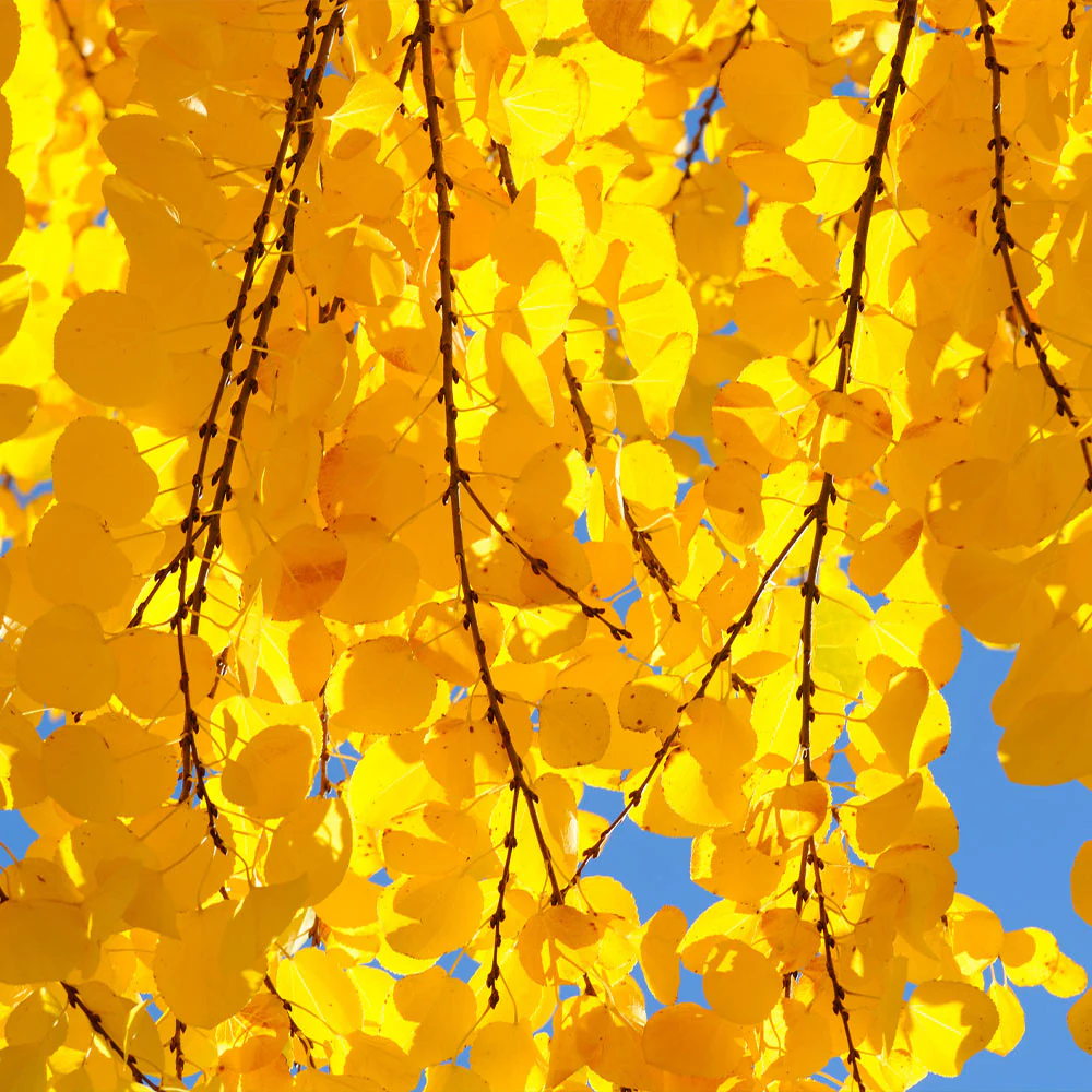 Katsura Tree - Image 6