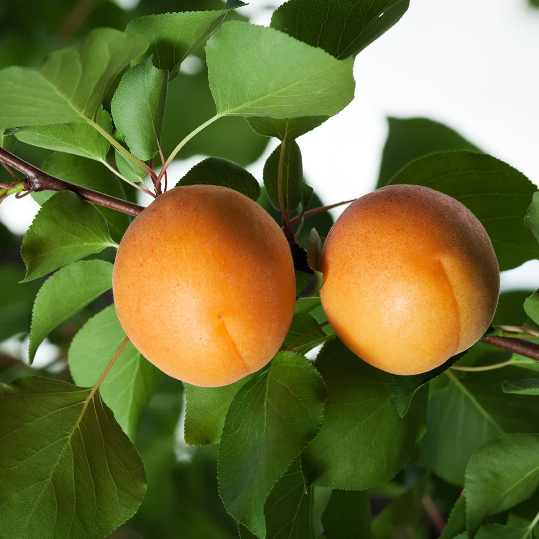 Katy Apricot Tree - Image 2