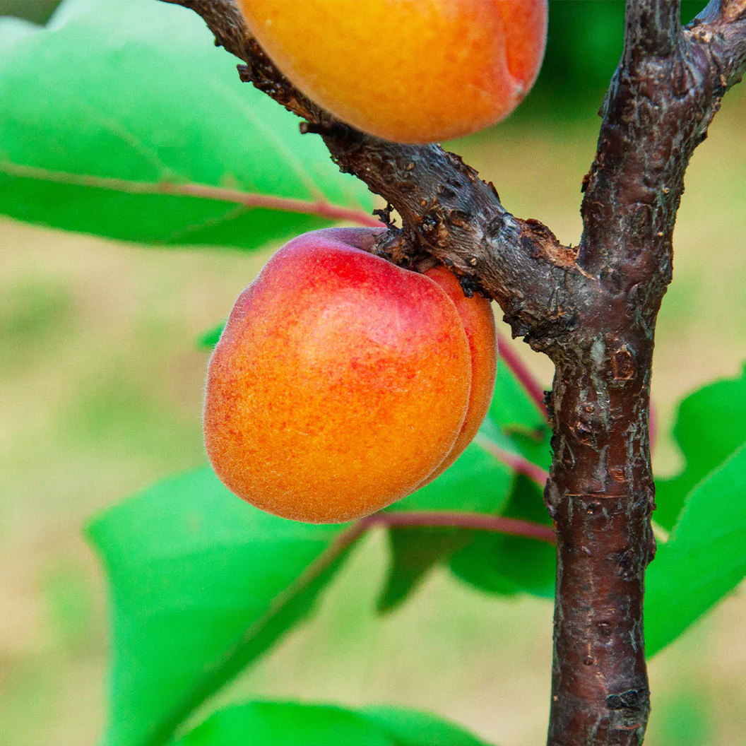 Katy Apricot Tree - Image 3
