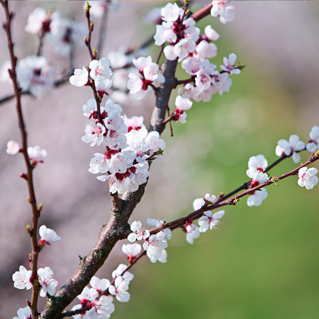 Katy Apricot Tree - Image 4
