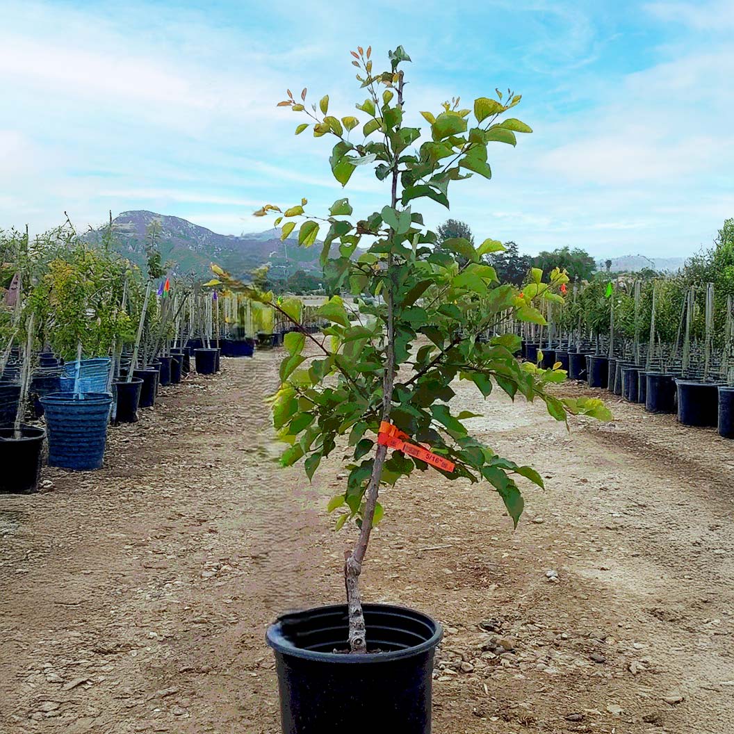 Katy Apricot Tree - Image 5