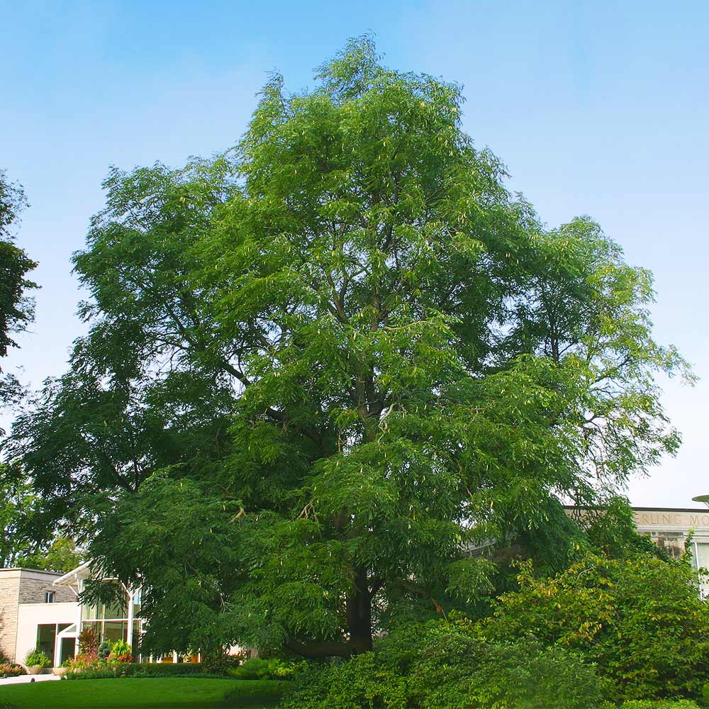Kentucky Coffeetree - Image 2