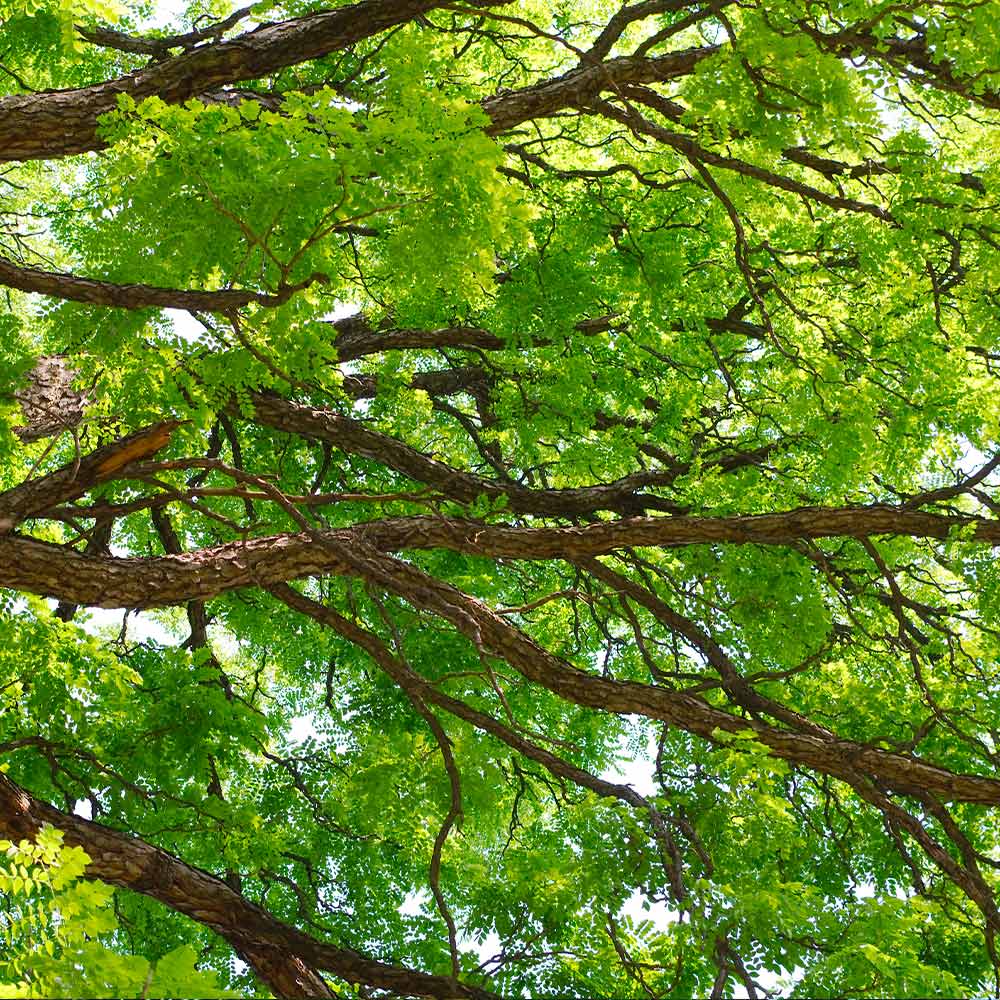 Kentucky Coffeetree - Image 3