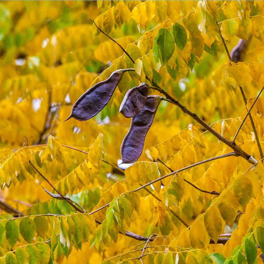 Kentucky Coffeetree - Image 4